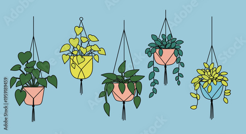 Set of five hanging potted plants in macrame holders.