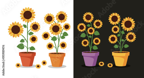 Potted Sunflowers in Two Different Backgrounds.