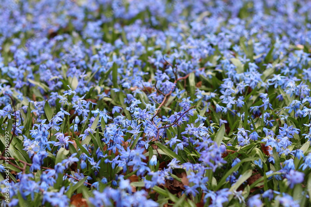 Obraz premium Masses of blue Scilla siberica or Siberian squill flowers