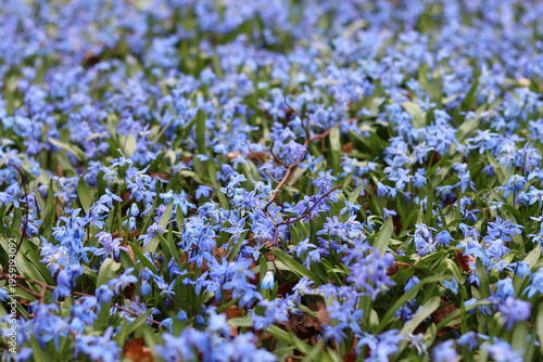 Photography Masses of blue Scilla siberica or Siberian squill flowers