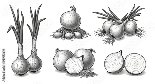 Collection of fresh onions including whole bulbs green spring onions and sliced halves in a detailed black and white