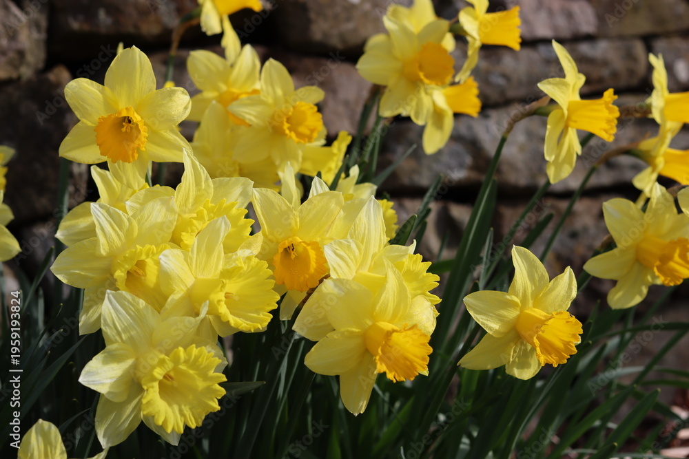 Fototapeta premium Daffodils in a garden in spring