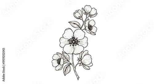 Detailed hand drawn botanical of a blooming jasmine flower branch with leaves in black and white ink
