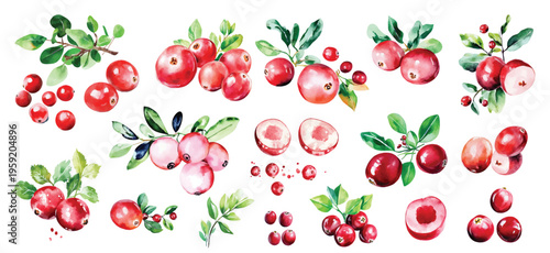 watercolor cranberry berry branch with green leaves illustration hand drawn berries clip art