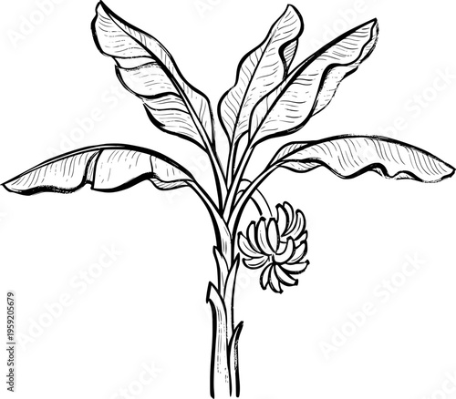 Detailed botanical line art engraving of a fruiting banana tree with textured fronds and hanging fruit cluster vector illustration