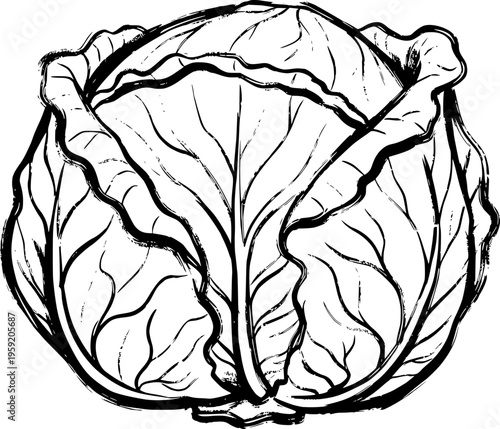 Vintage hand-drawn engraving of a whole cabbage head vector illustration with intricate leaf veins and organic textures