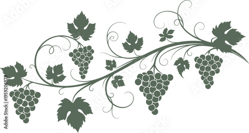 Elegant vector vine with grapes and leaves, decorative floral element in a classic style on transparent background