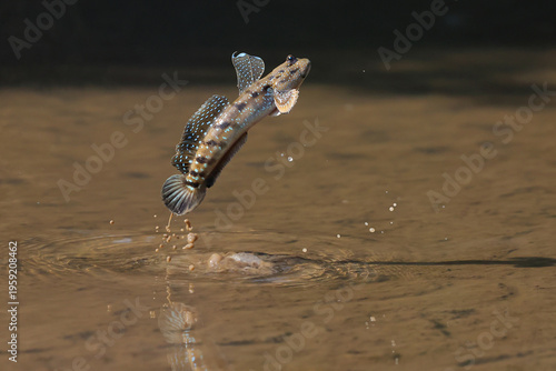 A mudskipper is jumping out of a mud puddle in the mangrove forest.