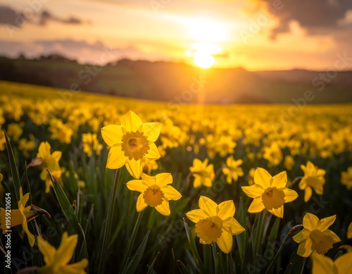 A field of yellow springtime blossoms basks in the golden light of a setting sun. The landscape glows with warm hues
