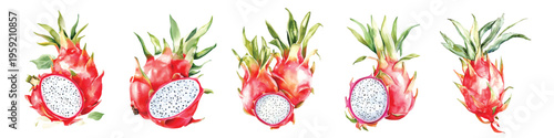 watercolor dragonfruit tropical exotic fruit slice with green leaves illustration hand drawn fruits clip art