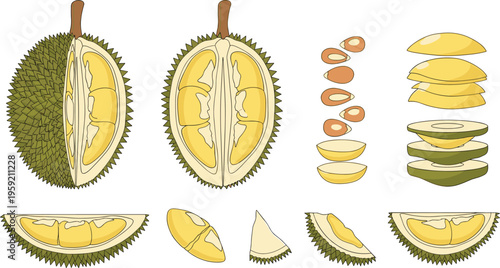 Durian fruit whole and sliced collection with segments seeds and cross section tropical exotic food vector illustration set