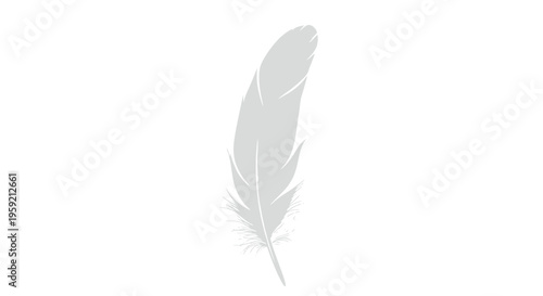 Gray feather isolated on white background.