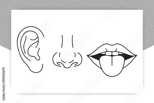 Senses Illustration: A minimalist line drawing depicting the human senses of hearing, smell, and taste, represented by an ear, nose, and mouth with a tongue.
