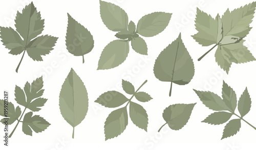 Asymmetrical herbal leaves pattern with hand drawn scientific style vector
