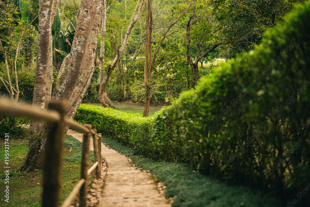 Obraz premium Garden path green hedge wooden fence tree nature walkway outdoor summer peaceful sunlight garden path with green hedge and wooden fence tree creating nature walkway outdoor summer light peaceful