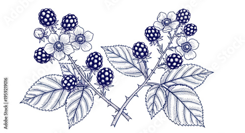 Hand-drawn illustration of blackberry branches with berries and blossoms on white background