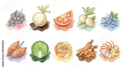 Watercolor Vegetable Clipart Set — 10 Fresh Garden Produce PNG SVG Vector Illustration