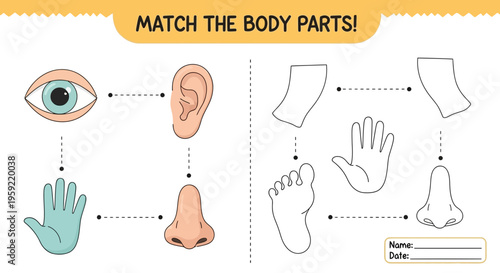 A colorful educational illustration of matching body parts for kids