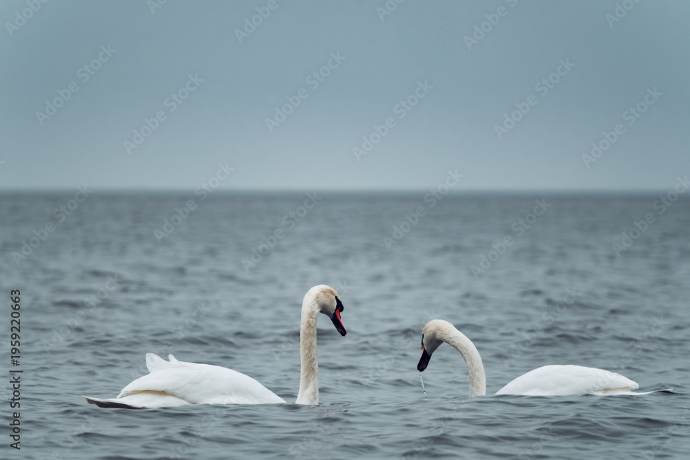 Fototapeta premium Two white swans floating on calm sea water. Majestic birds swimming in ocean. Pair of graceful wildlife animals reflecting natural beauty, loyalty and pair bonding in serene environment.