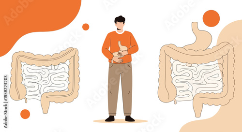 Human Digestive System Anatomy: Stomach, Large Intestine, and Small Intestine