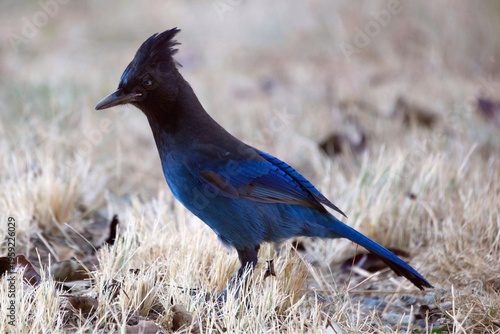 Obraz na plátně blue winged blackbird