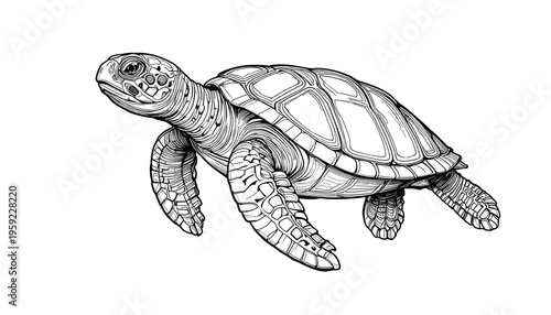 Hand drawn sea turtle outline illustration on white background