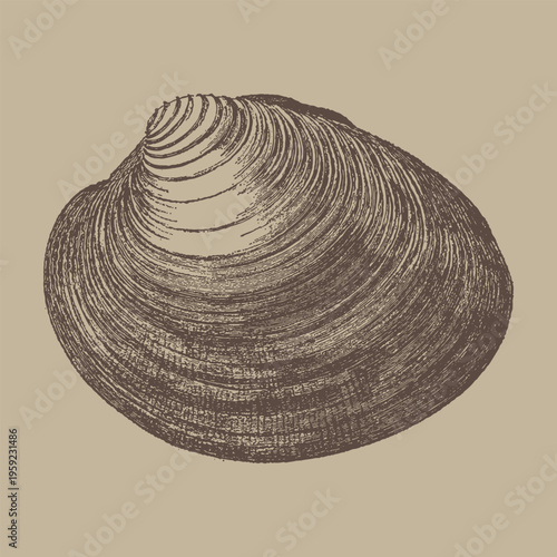 Clam Shell Detailed Engraving