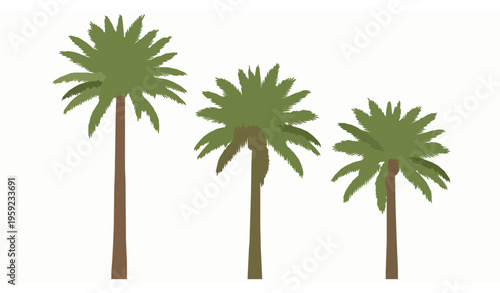 Minimalist Canary Island date palm vector set for digital and decorative design
