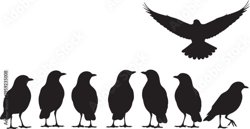 Black bird silhouettes, flying crow, bird icons, animal graphics