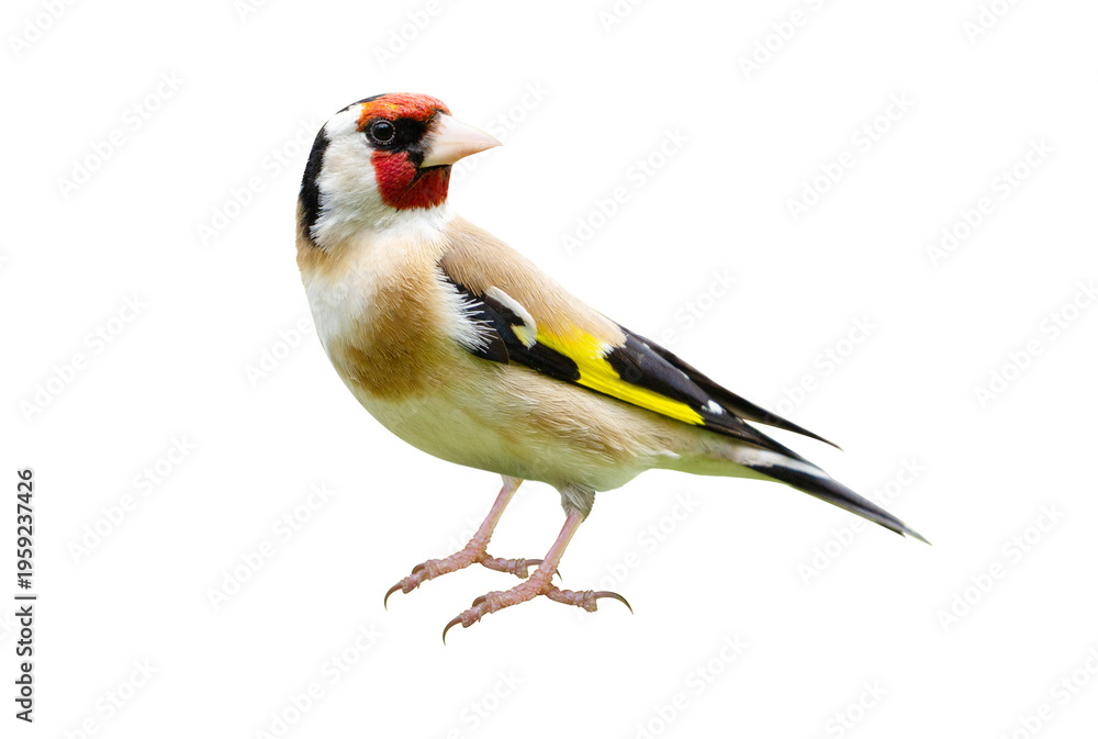 Naklejka premium Close up of european goldfinch isolated on transparent background. Carduelis carduelis