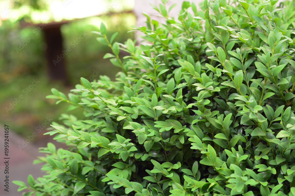 Obraz premium Boxwood shrub in spring garden