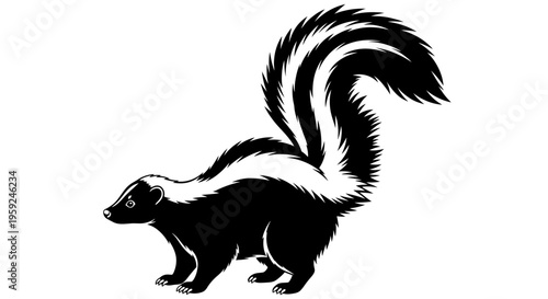 Skunk standing with tail raised high.