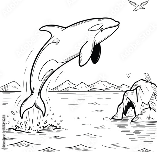 A majestic black and white killer whale jumping out of the ocean water