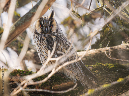 Long-eared Owl Asio otus in wild. Long-eared Owl camouflaged in spring bare branches, showing natural habitat biodiversity. Horizontal wildlife in forest ecosystem, environment conservation habitat