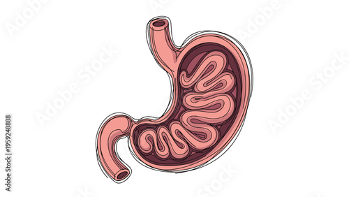 Detailed anatomical illustration of a human stomach showing the internal folds and structure in shades of pink and red on white.