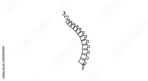 Human Spine Anatomy Outline Vector Illustration
