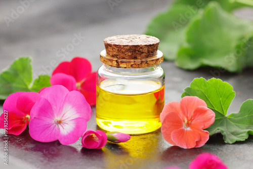 Geranium oil in a glass cup with flowers on black  background, closeup, stress healing spa and aromatherapy, natural medicine and naturopathy concept