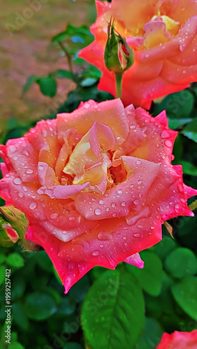 pink rose with water drops
