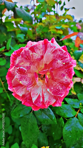 pink rose flower
