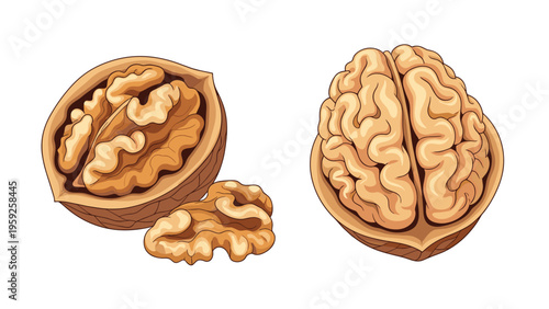 High quality illustration of whole and shelled walnuts on white background representing brain food and healthy snacking.