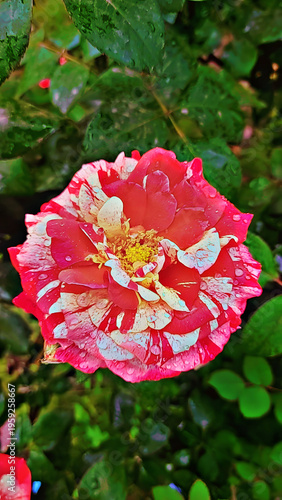 red rose flower