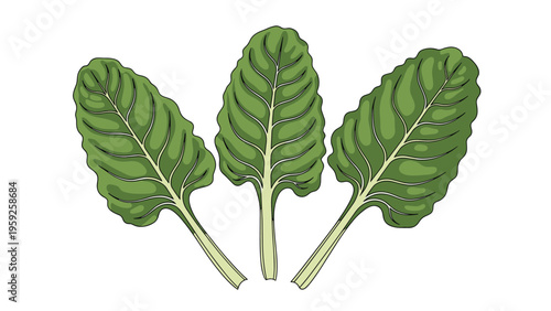 Trio of fresh green spinach or chard leaves isolated on white background highlighting organic food and healthy diet.