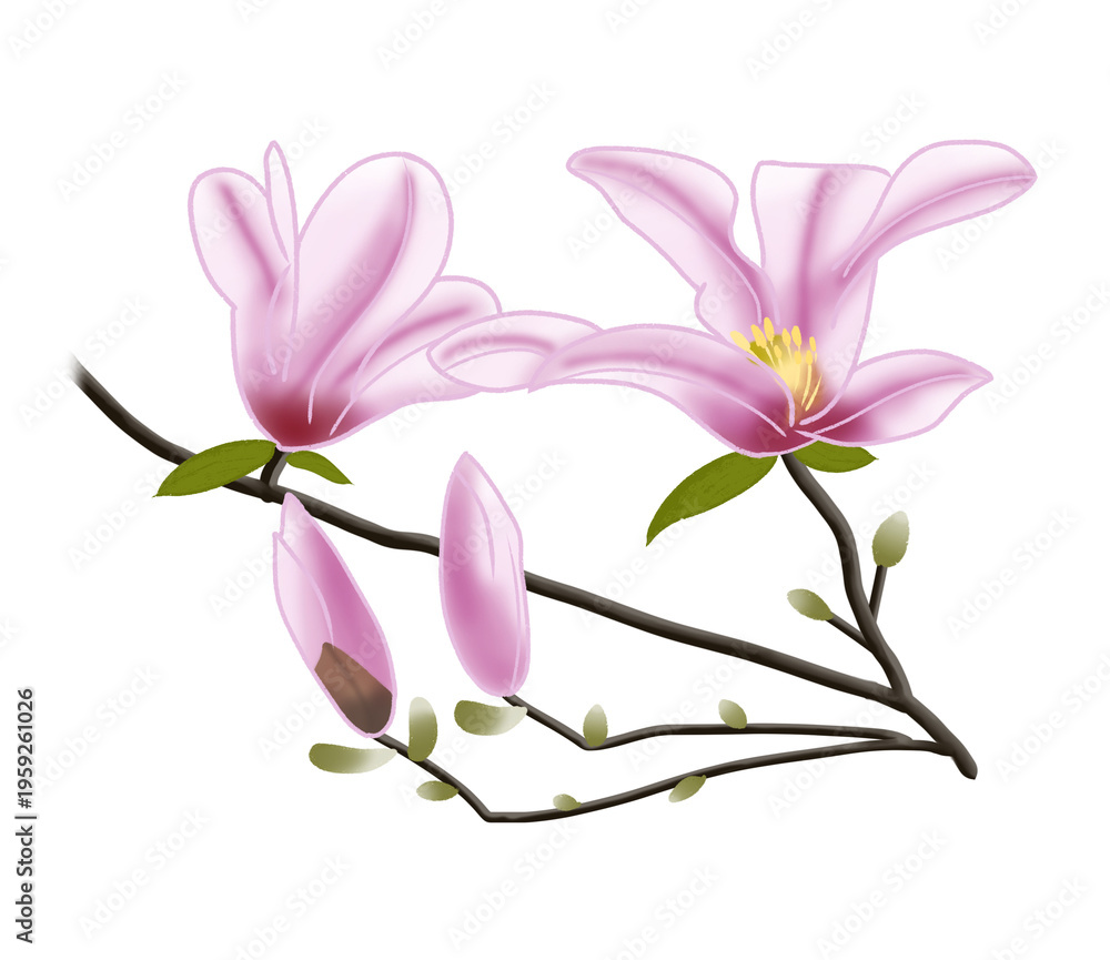 Obraz premium 早春にピンク色の大きな花をつけるコブシ