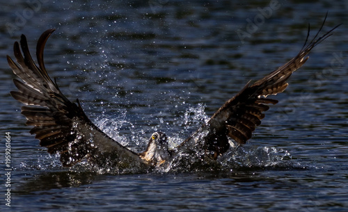 The beautiful flight characteristics of Osprey in Thailand.