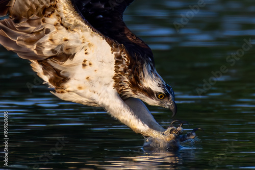 The beautiful flight characteristics of Osprey in Thailand.