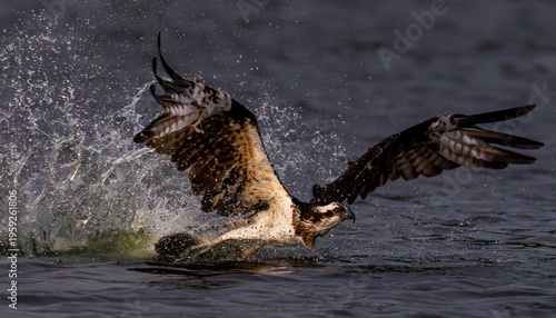 The beautiful flight characteristics of Osprey in Thailand.