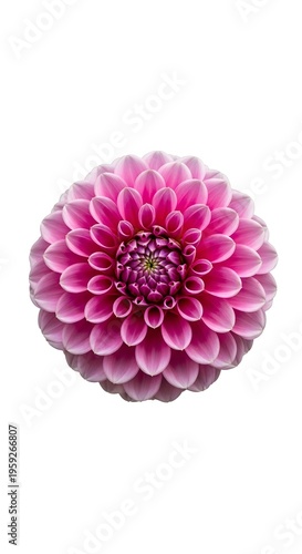 Absolutely radiant pink dahlia in full bloom, set against a crisp, minimalist white backdrop