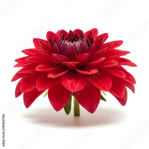 Vibrant red dahlia blooms with layered petals