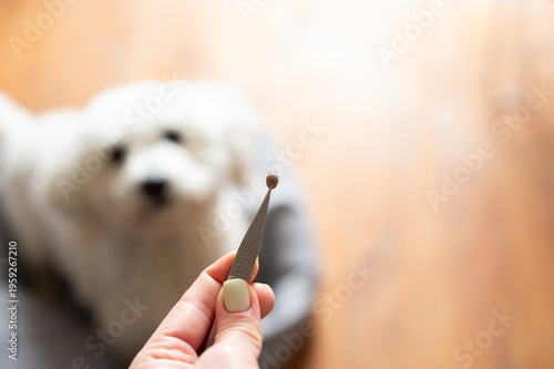 Tableau sur toile A person holds a tick in metal tweezers after removing it from a white dog