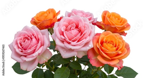 Pink and orange roses bloom with dewdrops